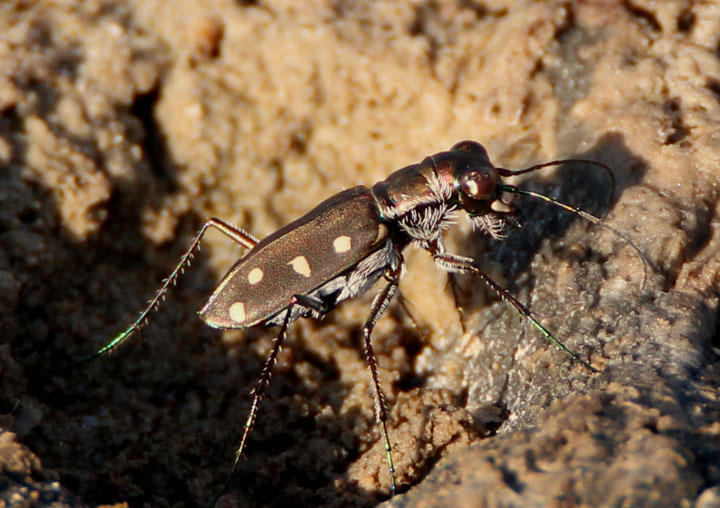 Cicindelidia ocellata; Ocellated Tiger Beetle