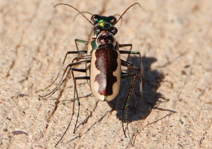 Eunota circumpicta johnsoni; Cream-edged Tiger Beetle