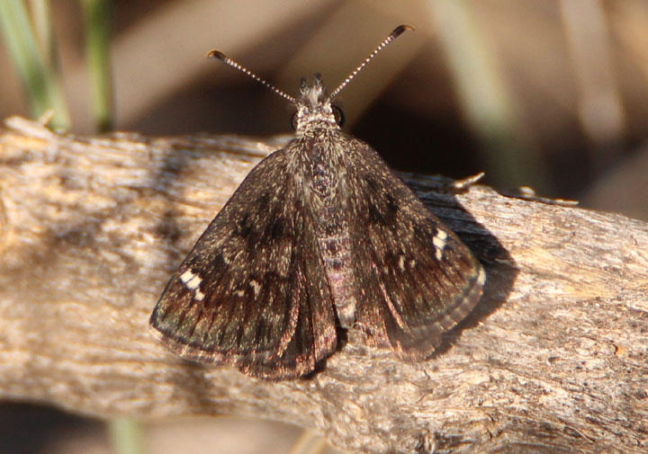Hesperopsis alpheus; Saltbush Sootywing 