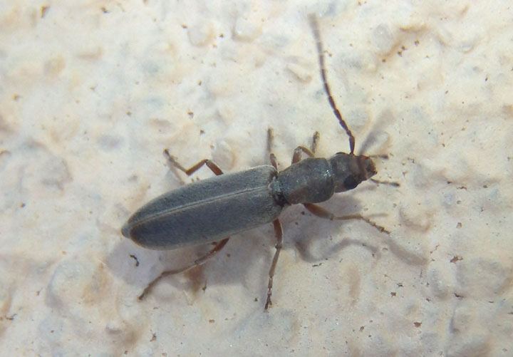 Asclerini False Blister Beetle species