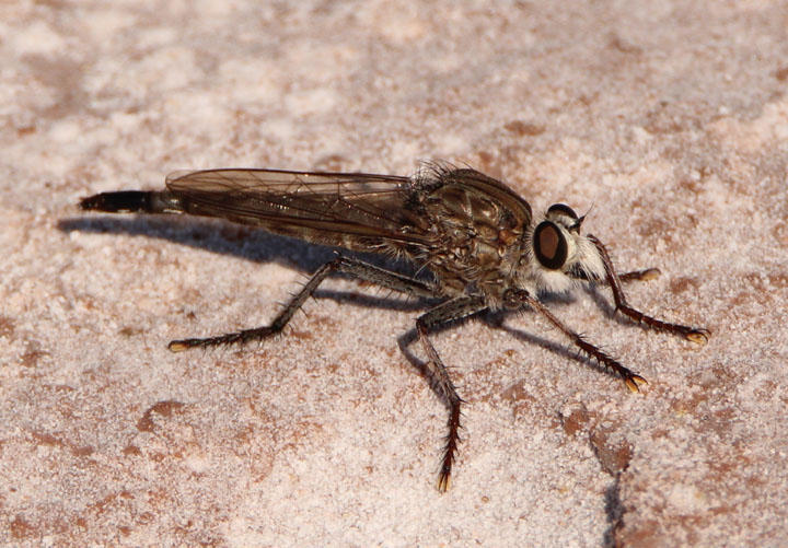 Promachus giganteus; Robber Fly species