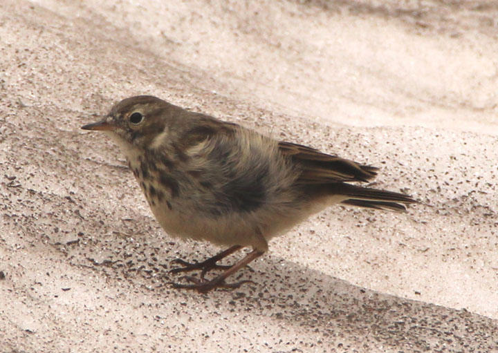 American Pipit