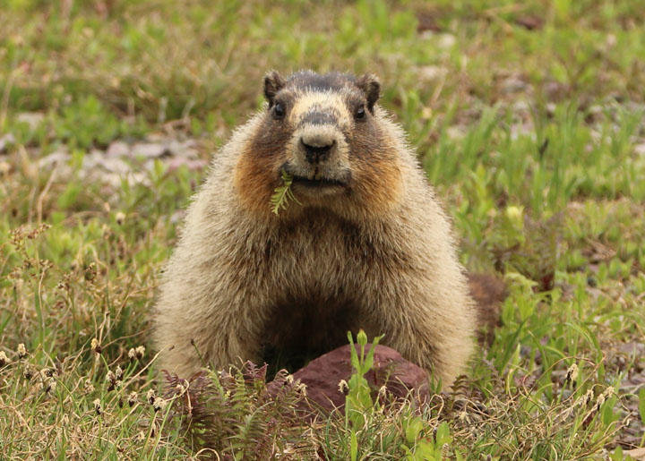 Hoary Marmot 