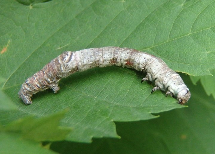 6840-6842 - Plagodis Geometrid Moth species caterpillar
