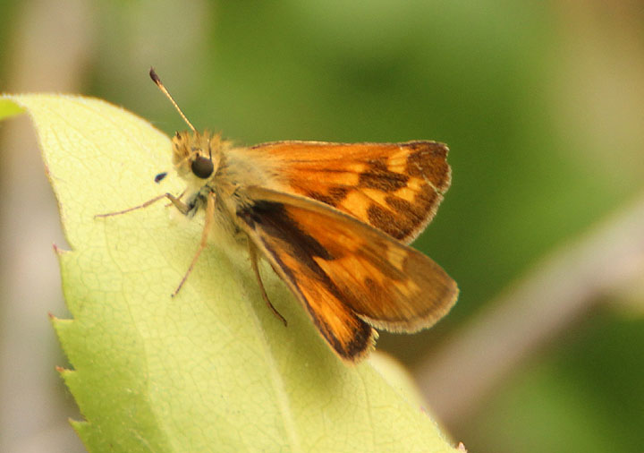 Ochlodes sylvanoides; Woodland Skipper; female