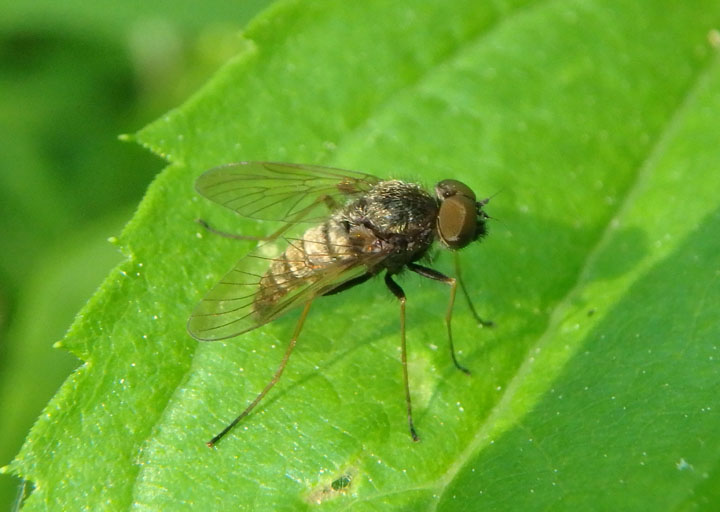 Chrysopilus proximus; Snipe Fly species; male