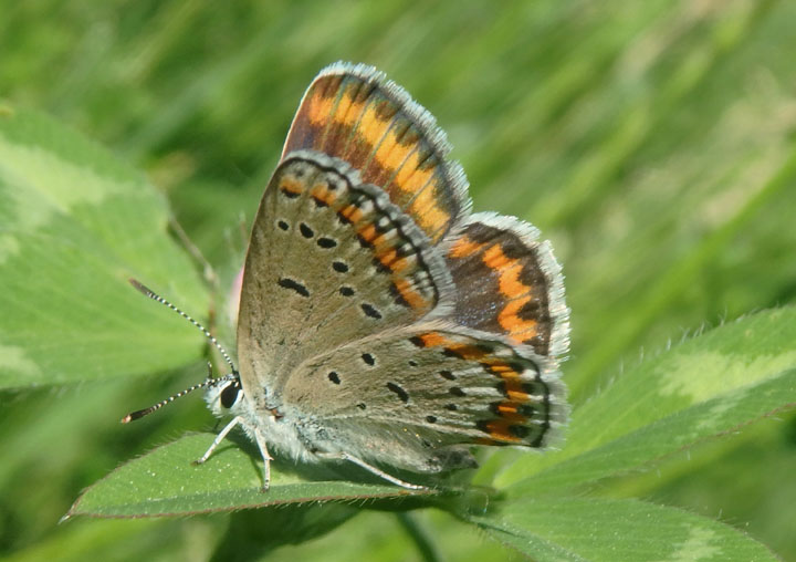 Plebejus melissa; Melissa Blue; female