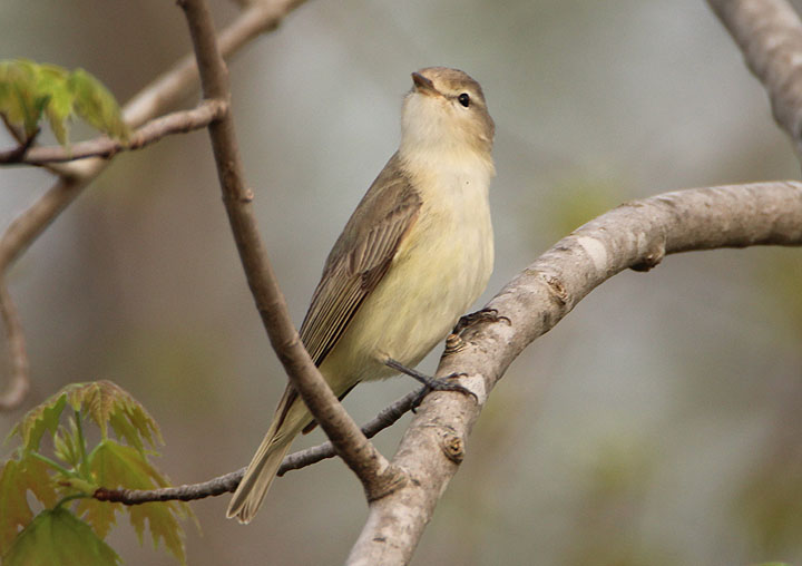 Warbling Vireo