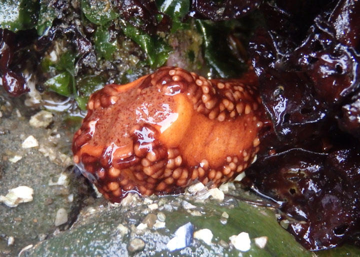 Red Sea Cucumber