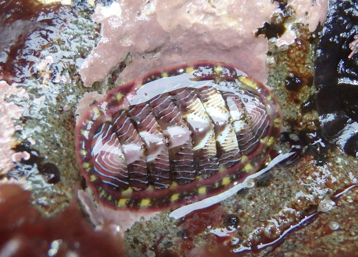 Lined Chiton