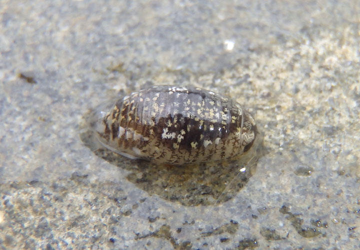 Cirolanidea Isopod species