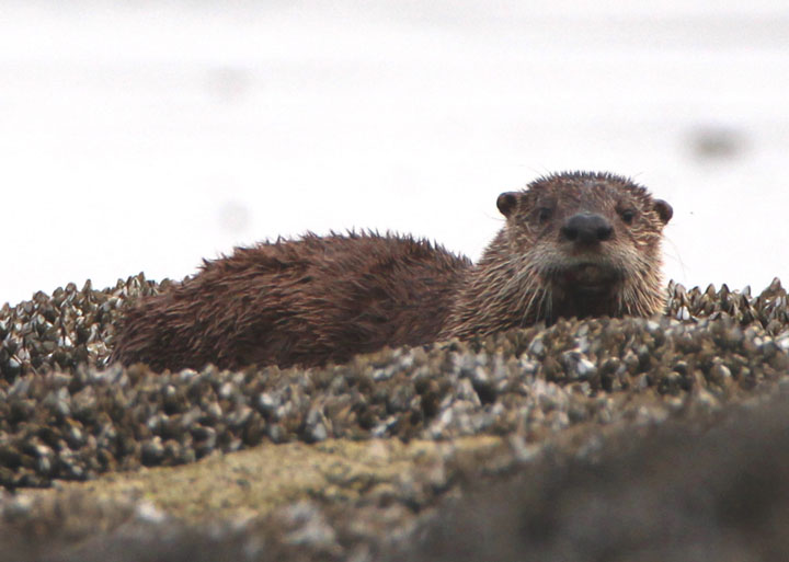 Sea Otter