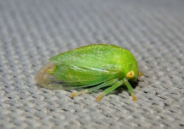 Atymna querci; Treehopper species; female