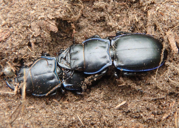 Pasimachus elongatus; Ground Beetle species