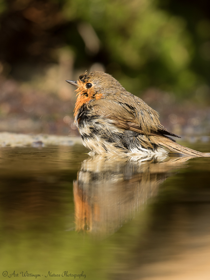 Erithacus rubecula / Roodborst / European Robin