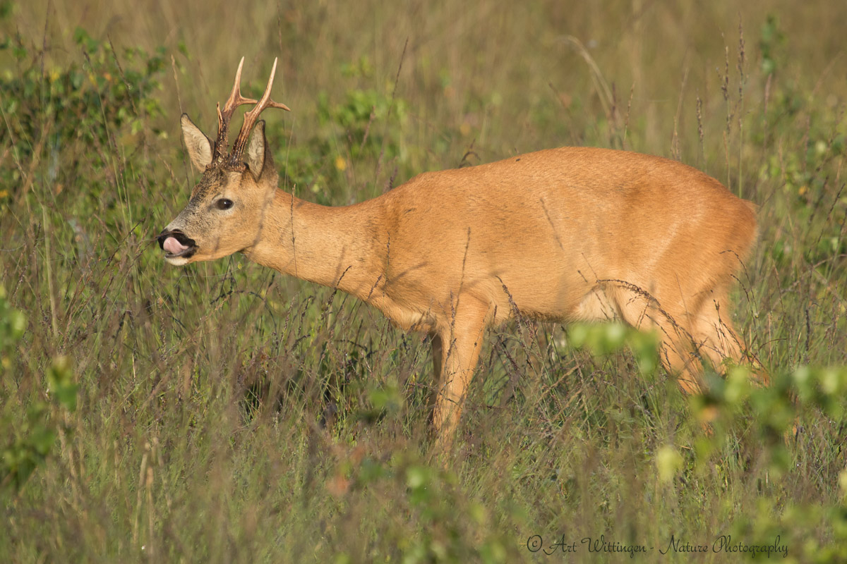 Capreolus capreolus / Ree / Roe Deer