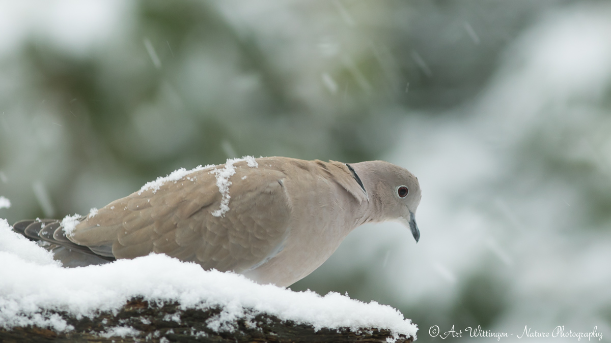 Streptopelia decaocto / Turkse tortel / Eurasian Collared Dove