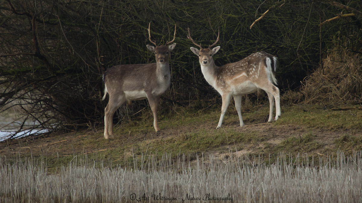 Dama dama / Damhert / Fallow Deer