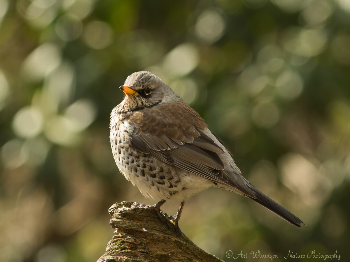 Turdus pilaris / Kramsvogel / Fieldfare