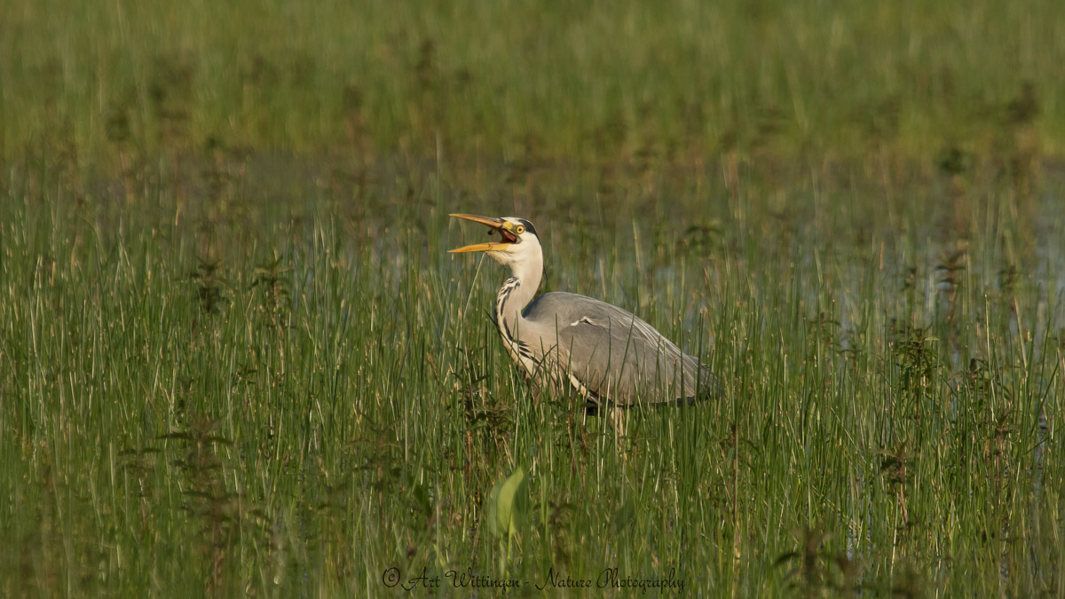 Ardea Cinerea / Blauwe Reiger / Grey Heron