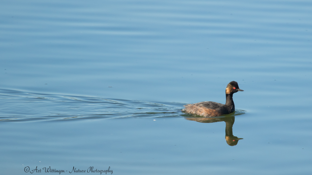 Podiceps nigricollis / Geoorde Fuut / Black-necked Grebe