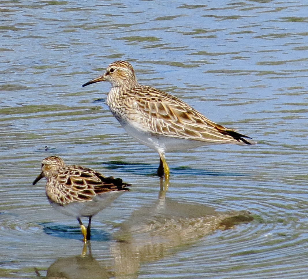 Pectoral Sandpiper