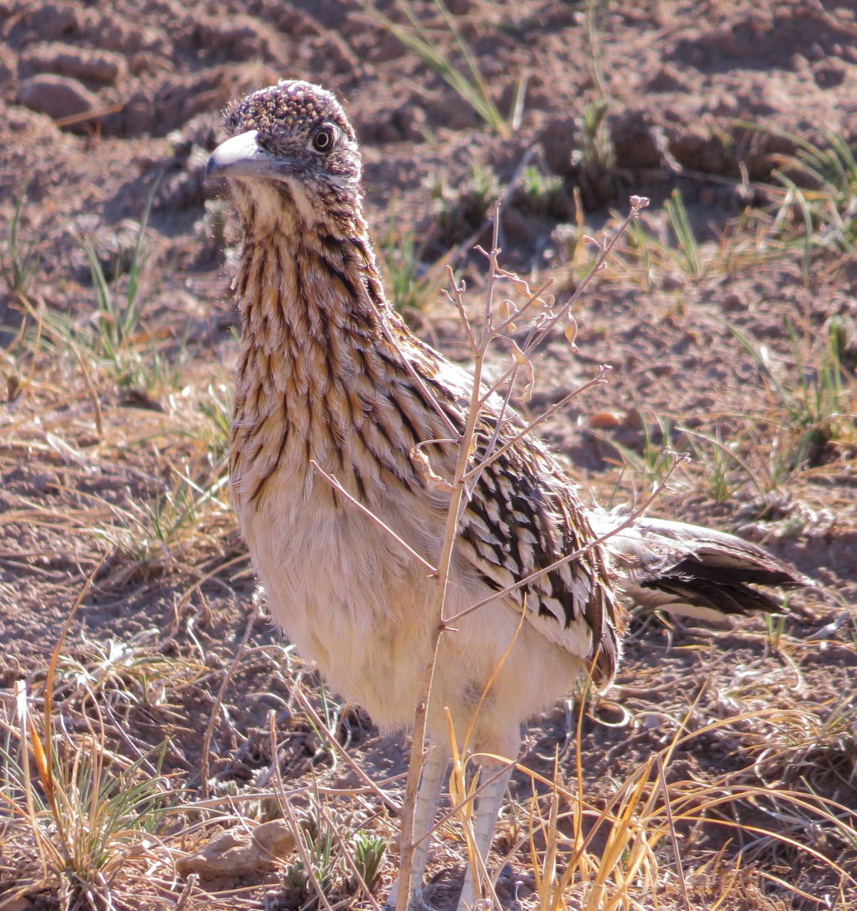 Greater Roadrunner