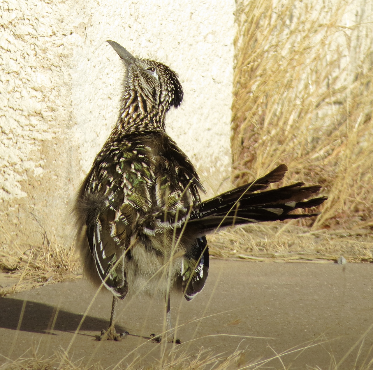 Greater Roadrunner