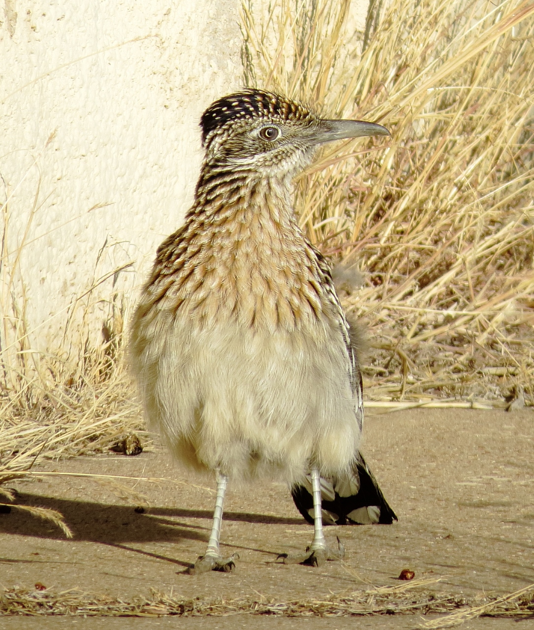 Greater Roadrunner