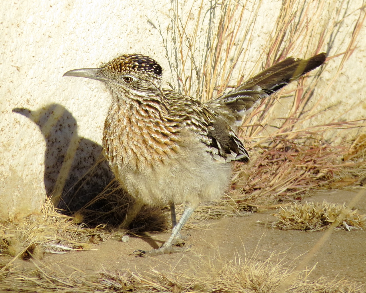 Greater Roadrunner