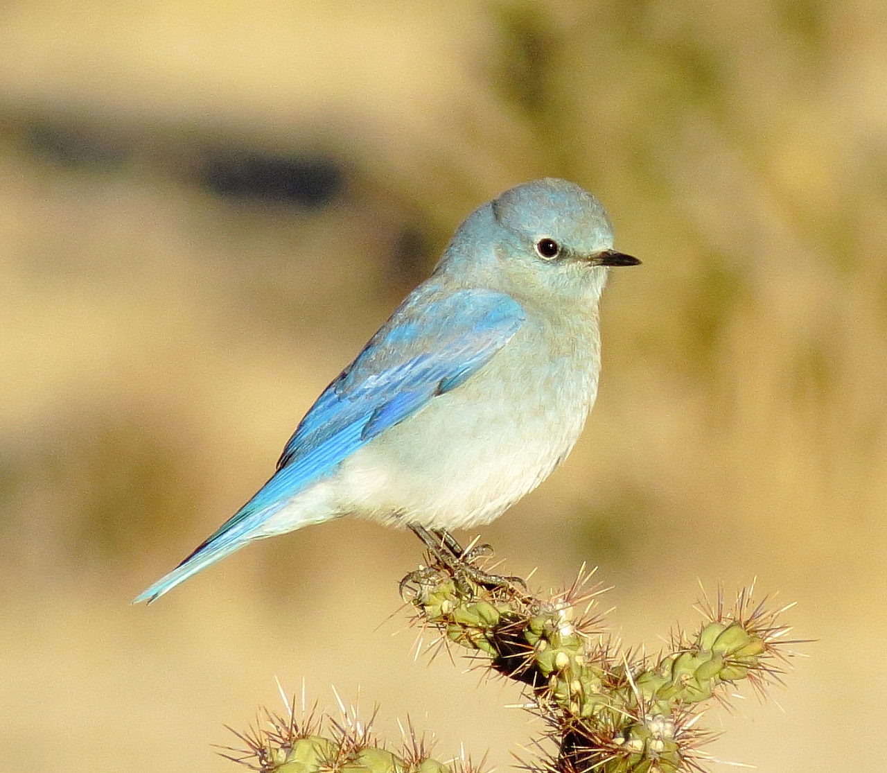 Mountain Bluebird