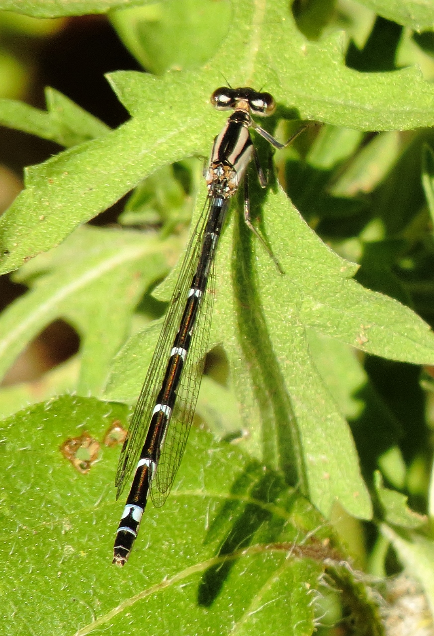 Northern/Boreal Bluet