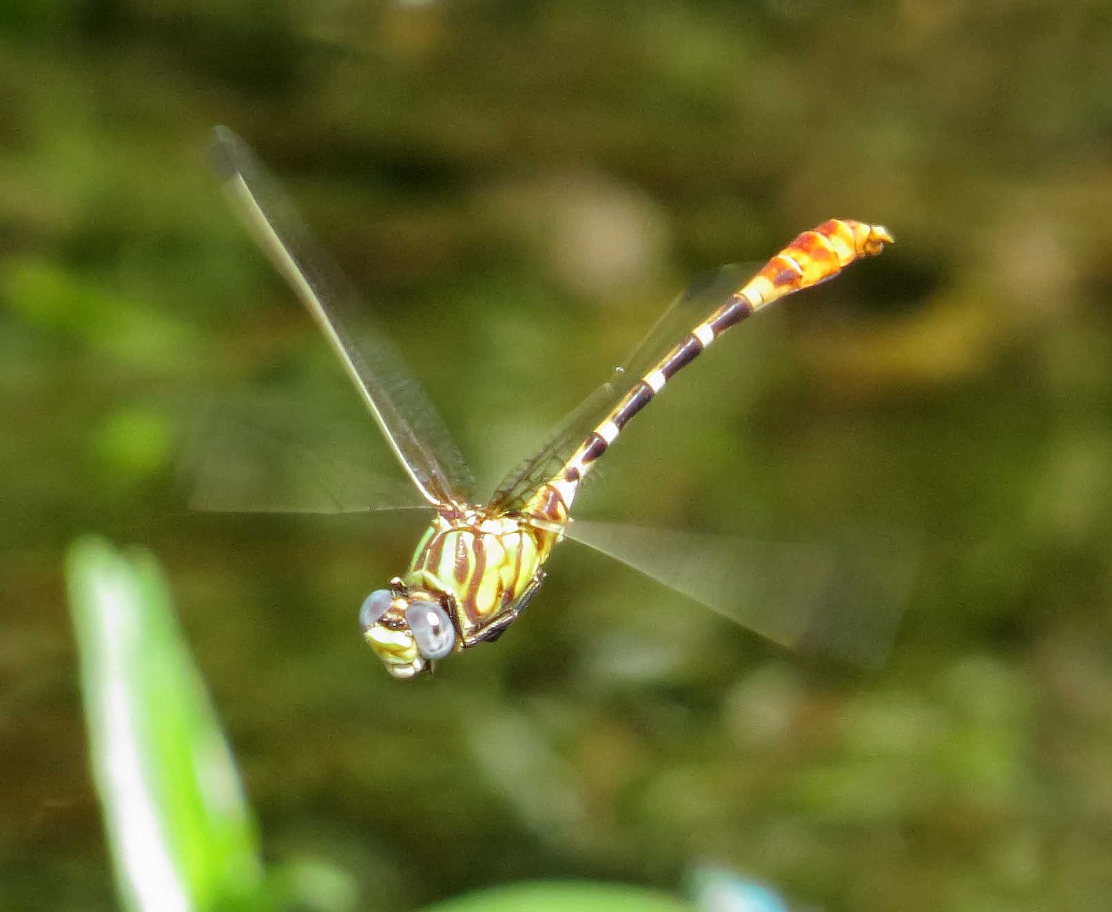 Eastern Ringtail