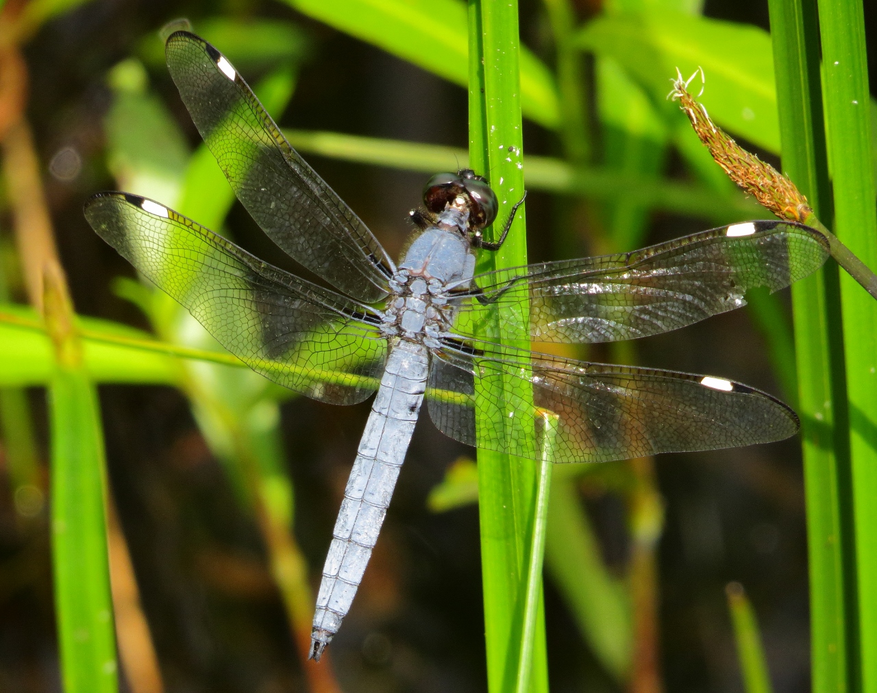 Spangled Skimmer