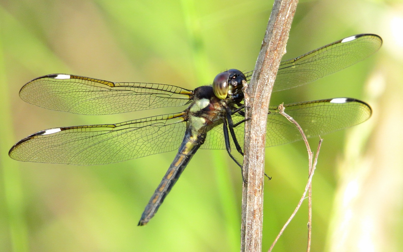 Spangled Skimmer