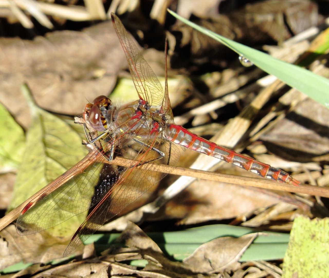 Variegated Meadowhawk