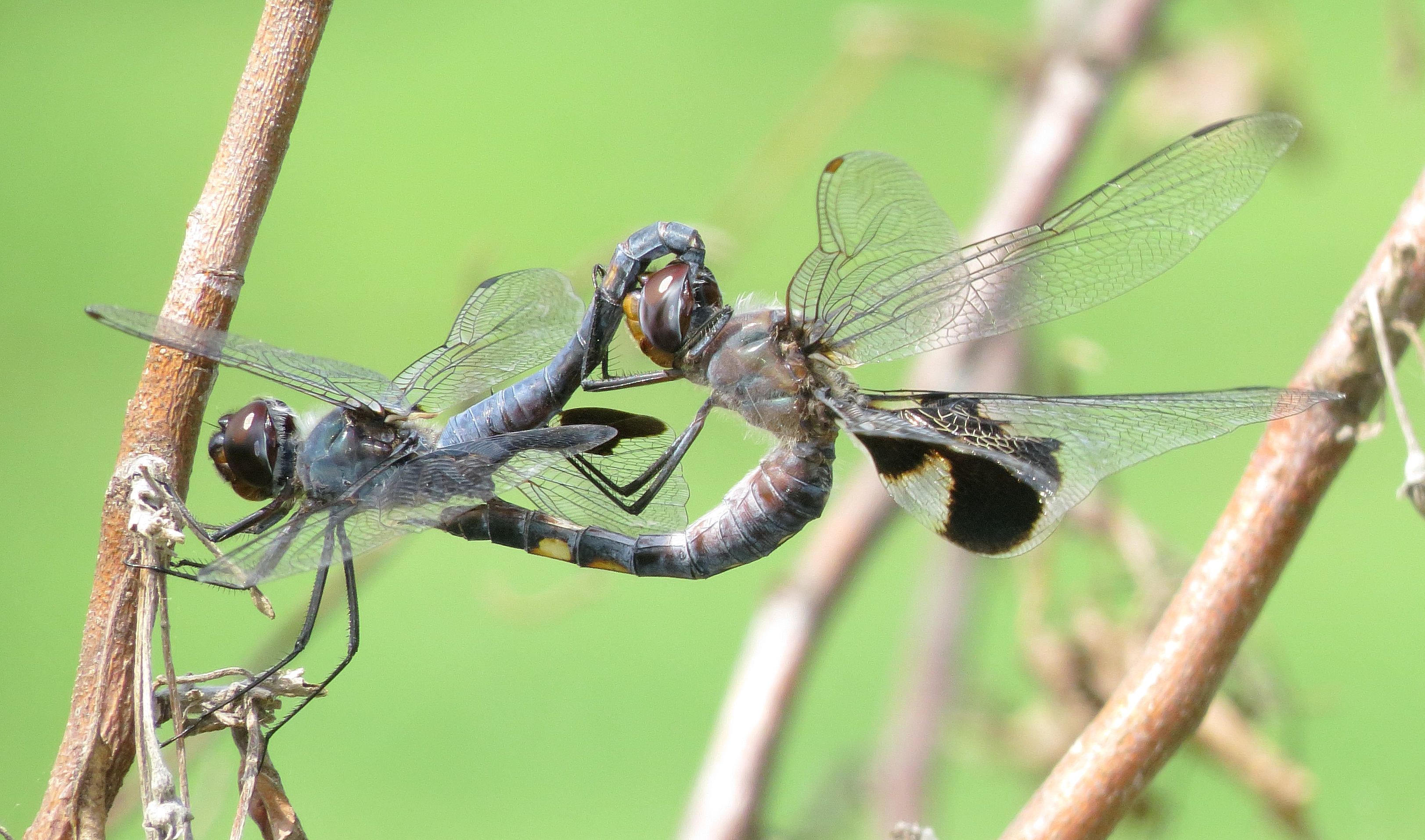Black Saddlebags