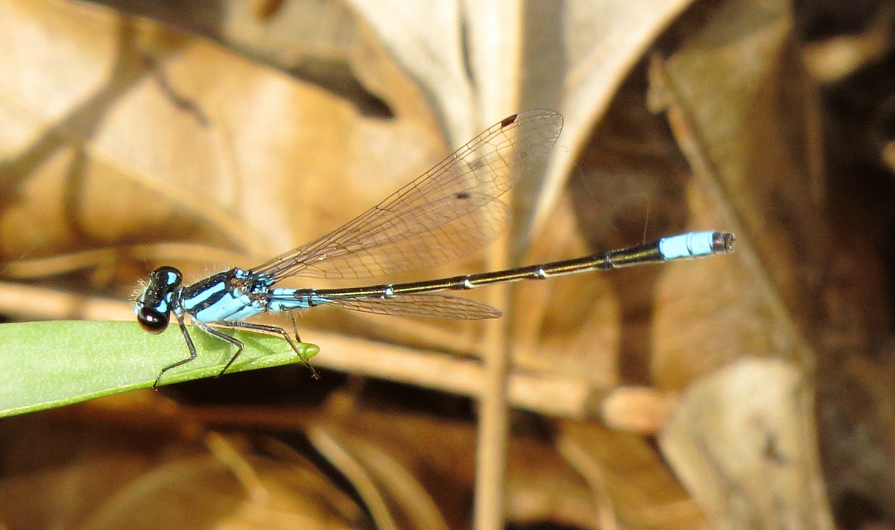 Skimming Bluet