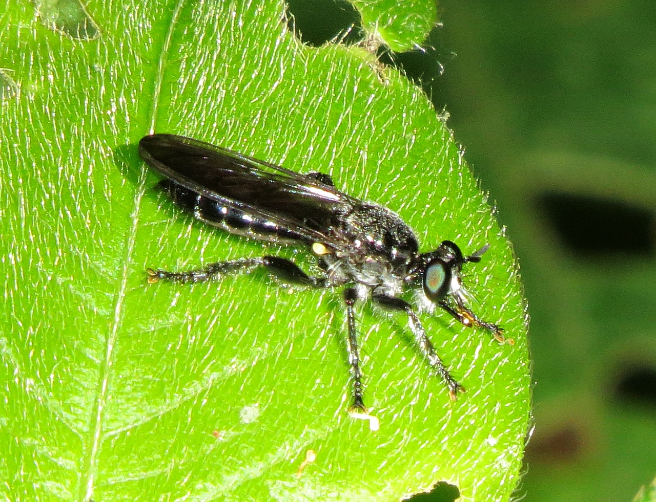 Complex Laphria Canis