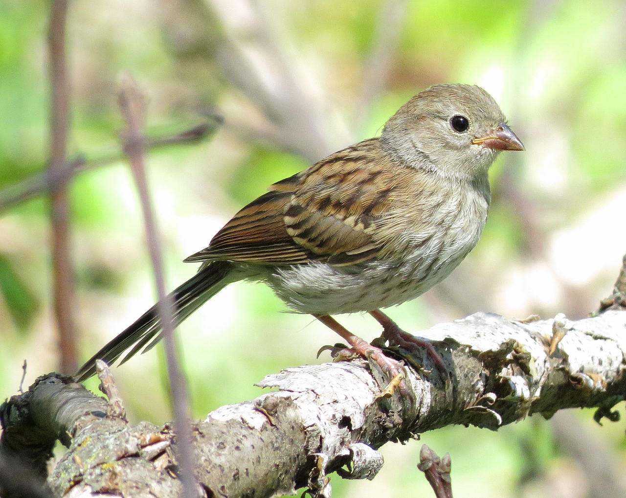 Field Sparrow