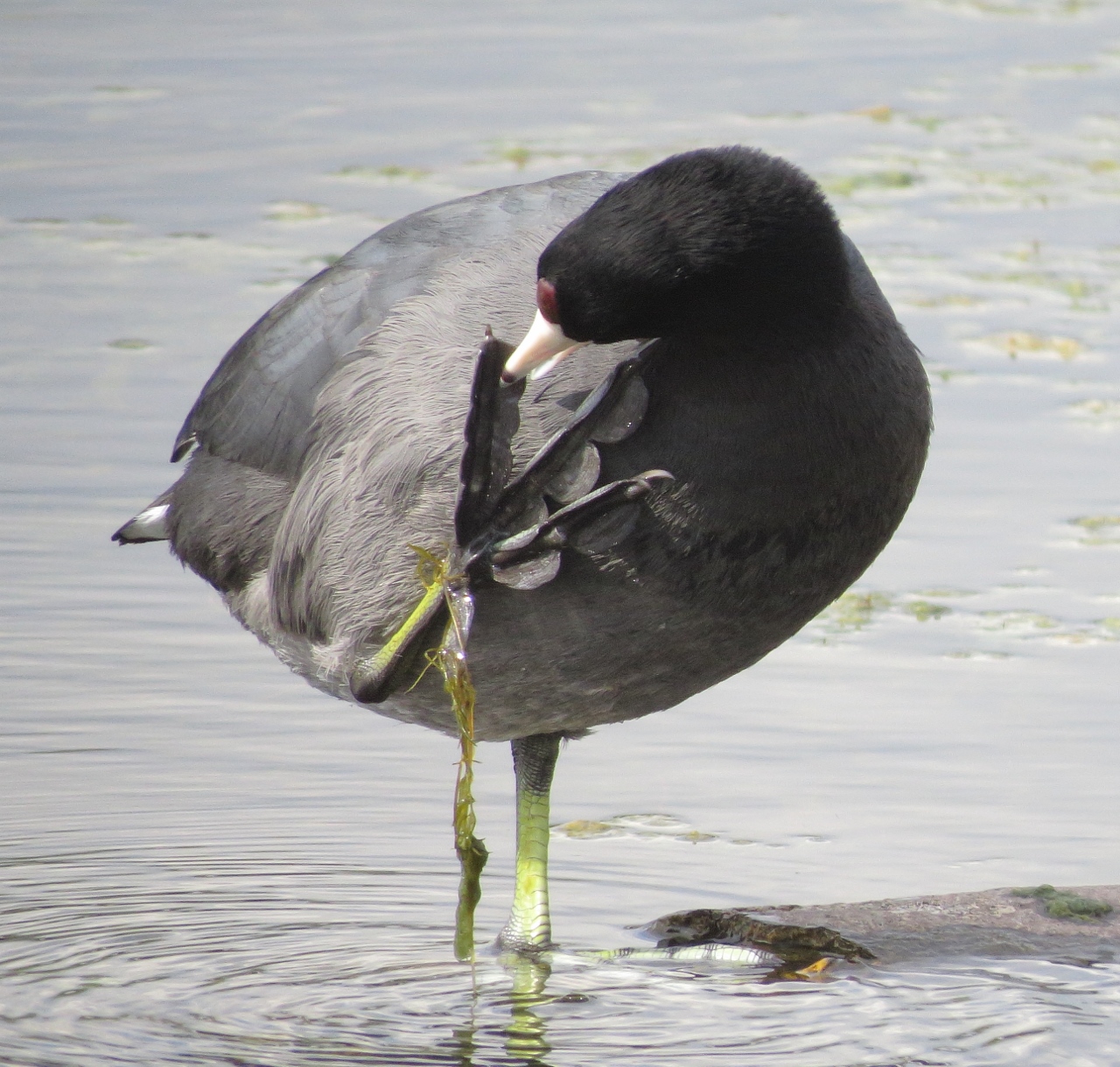 American Coot