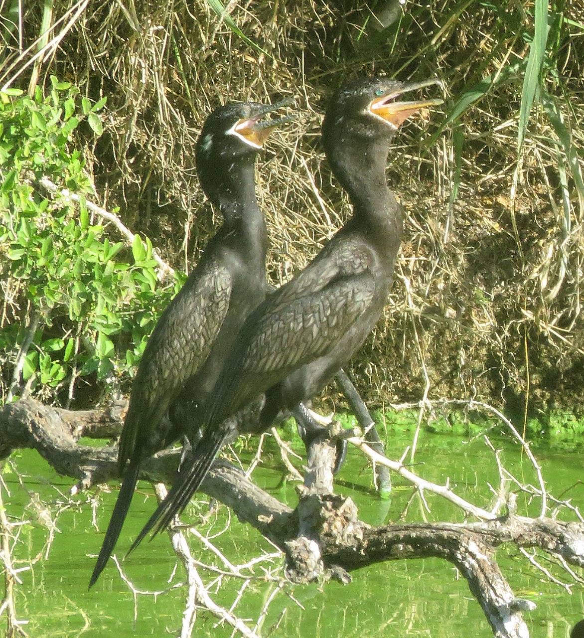 Neotropic Cormorant