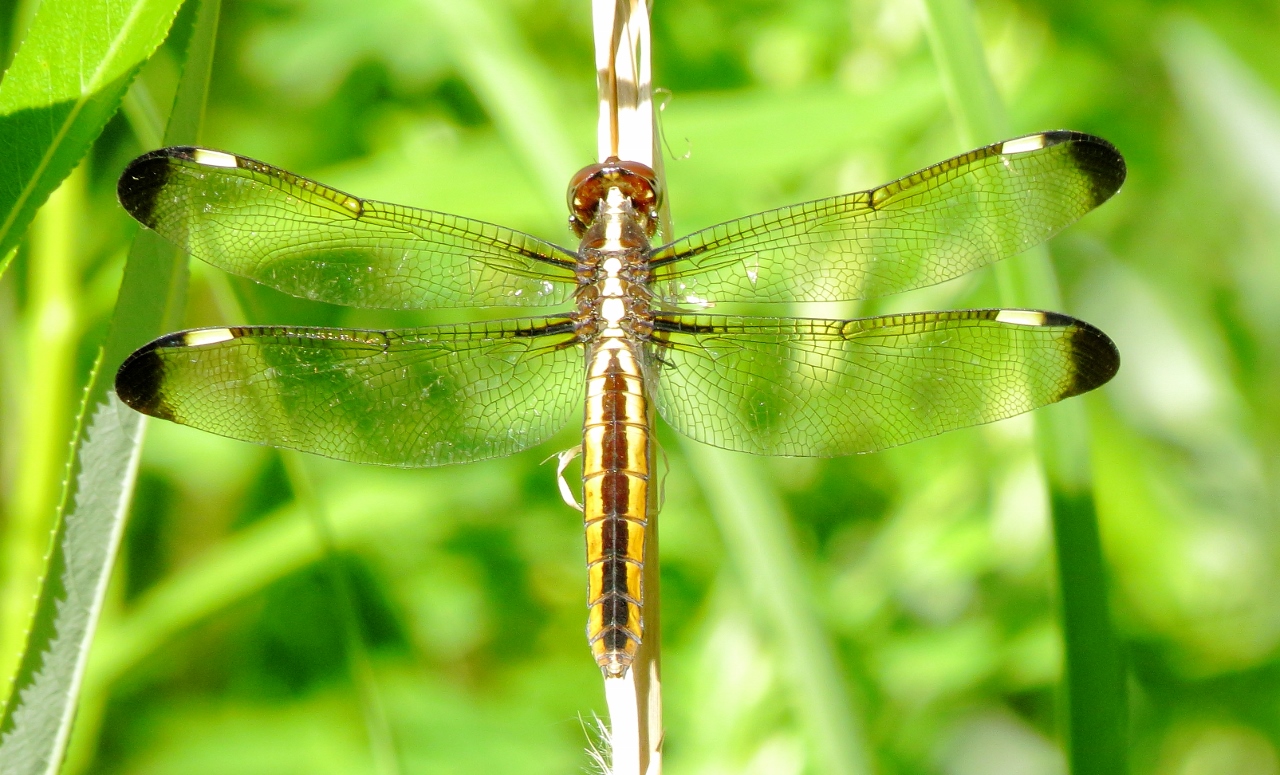 Spangled Skimmer