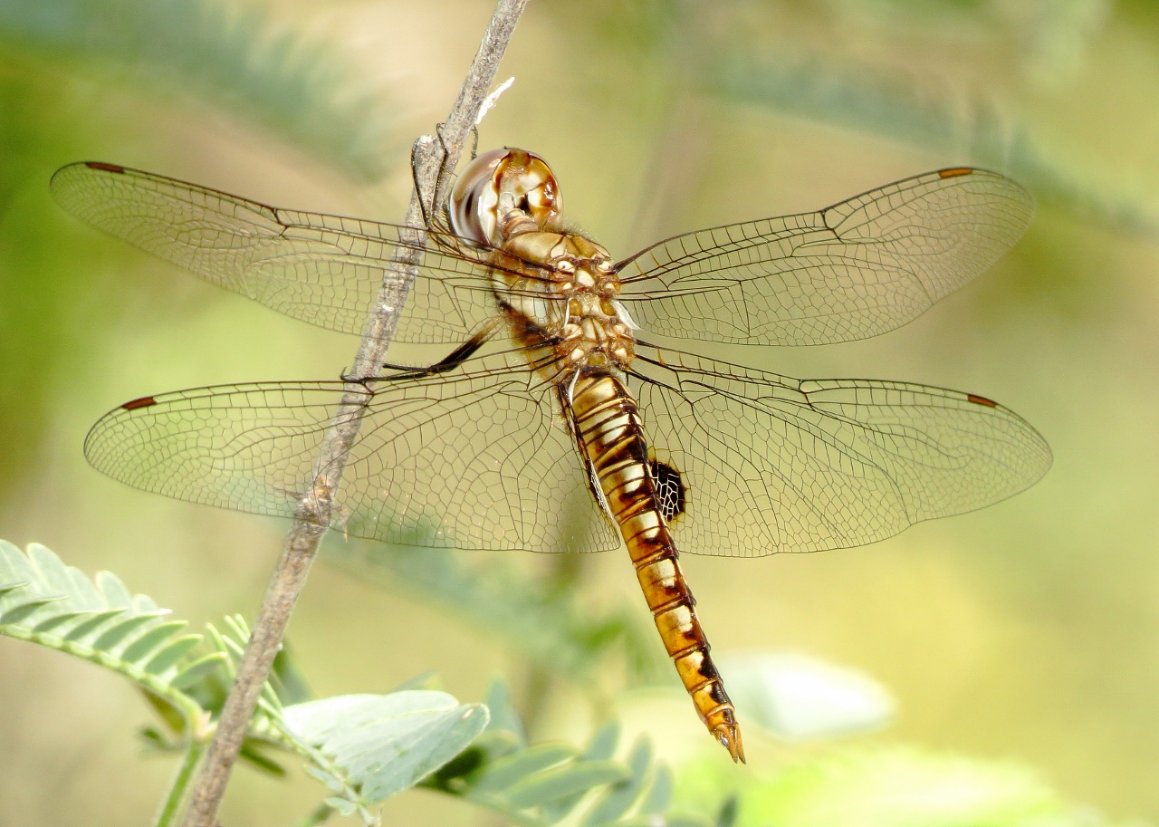 Spot-Winged Glider