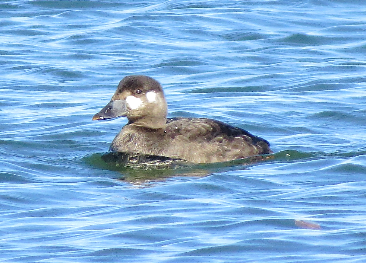 Surf Scoter