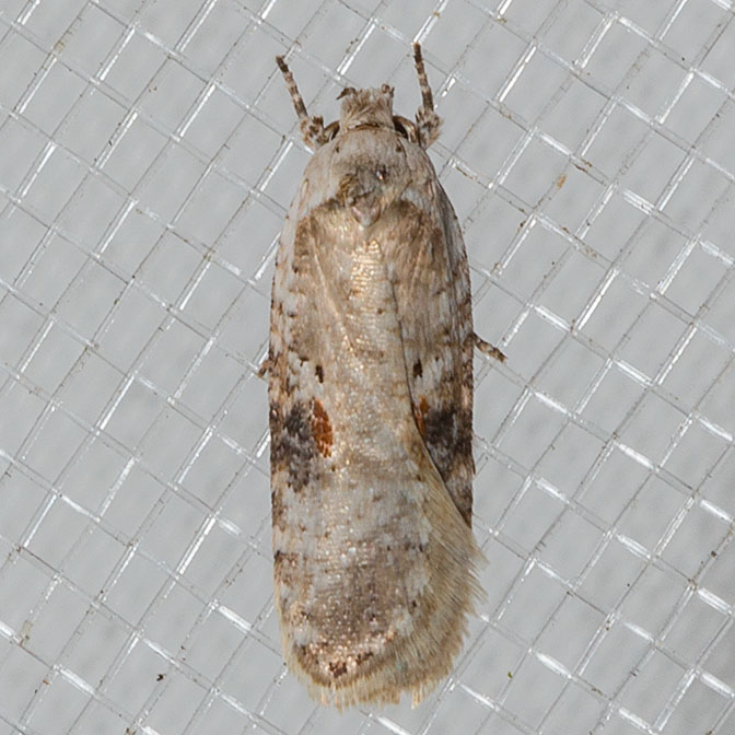 0874.1 Poison Hemlock Moth  (Agonopterix alstroemeriana)