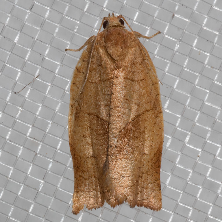 3635 Oblique-banded Leafroller (Choristoneura rosaceana)