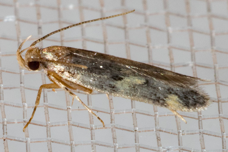 1134 Four-spotted Yellowneck Moth (Oegoconia novimundi)