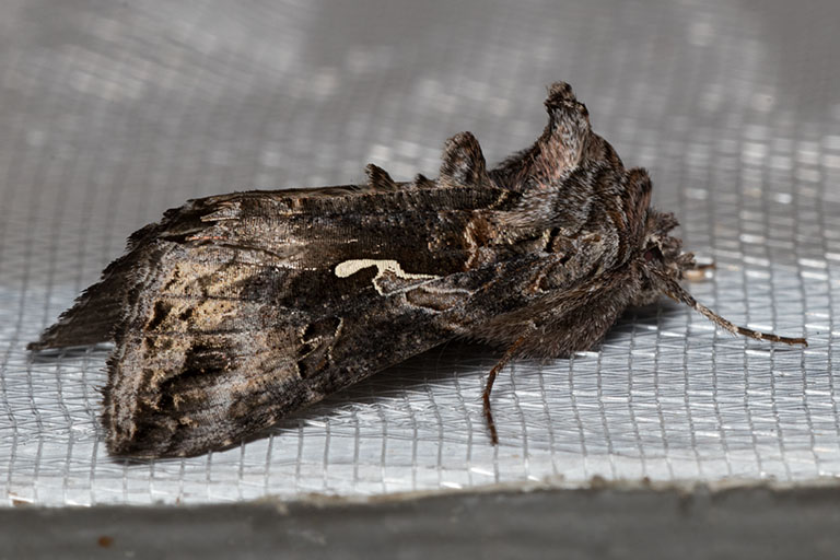 8914 Alfalfa Looper Moth (Autographa californica)