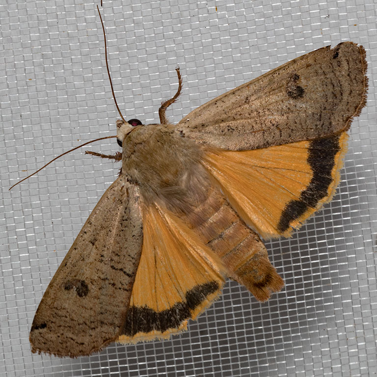 11003.1 Large Yellow Underwing    (Noctua pronuba)